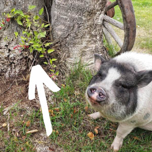 Pig Eats Everything