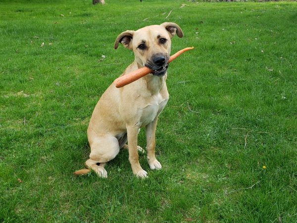 Annika says carrots are good - dog treat
