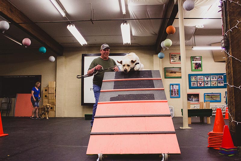 Dog Training Fun - Pawsitive Connection - Spokane, WA