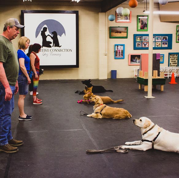 Obedience Dog Training Classes
