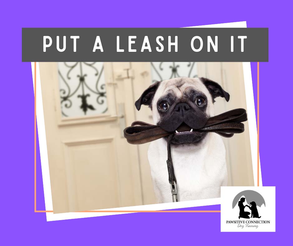 Put a Leach on It - Dog Companions