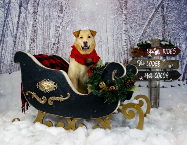 Christmas Card Ready Dog Photos