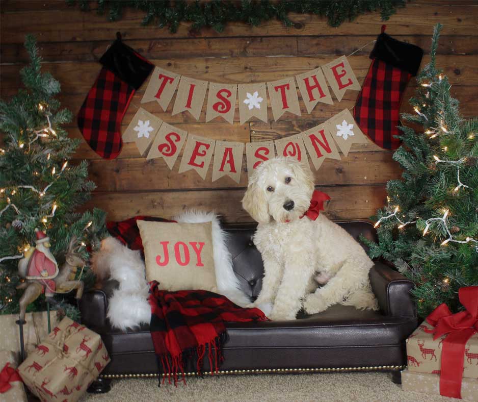 Christmas Card Dog Photoshoot - Stay Camera Ready