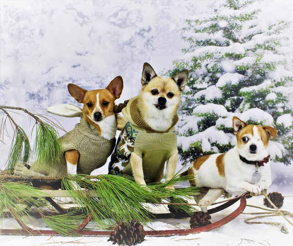 Christmas Card Dog Photoshoot