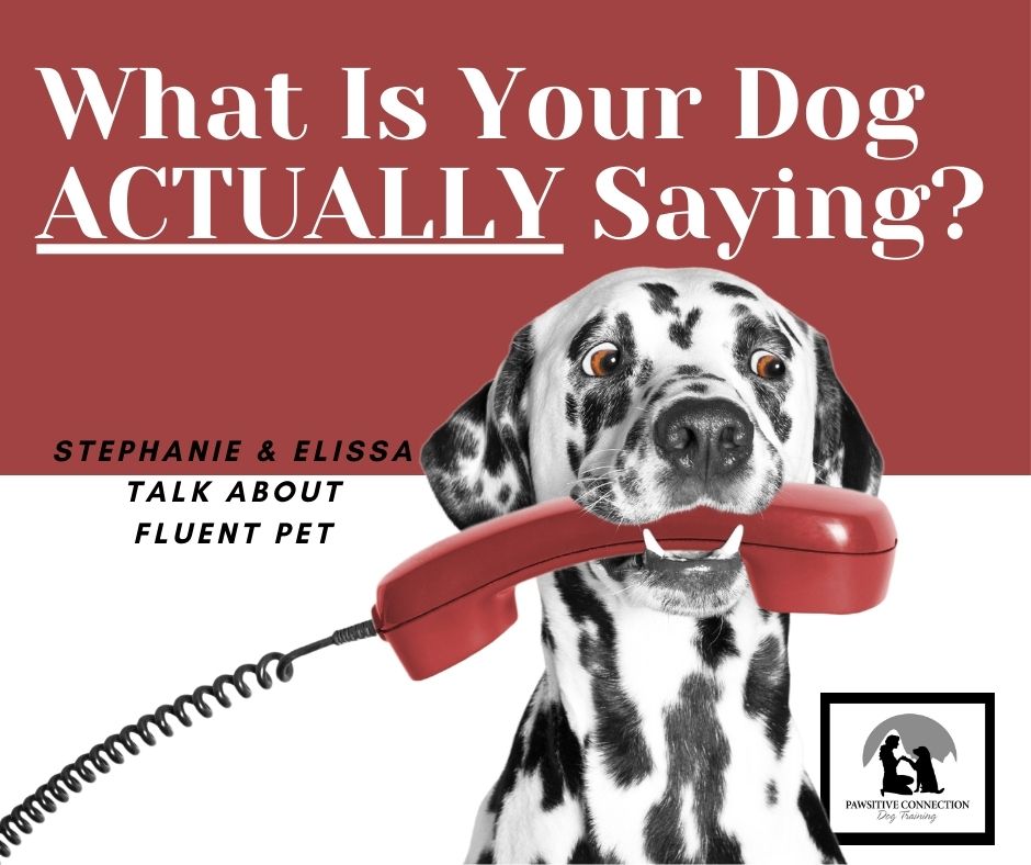 Fluent Pet - What is Your Dog Actually Saying