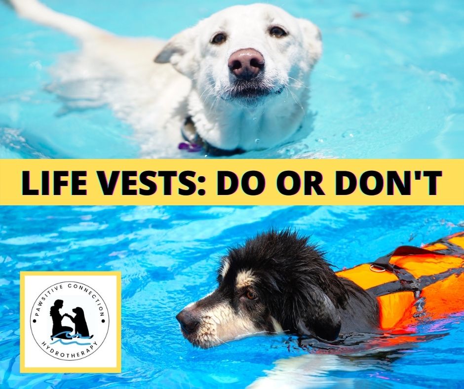 Life Vests for Dogs Swimming: Do or Don't