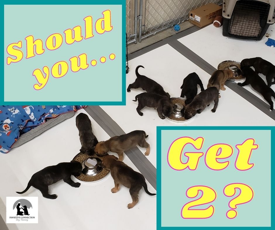 Should You Get 2 Puppies at one time - Bad Idea