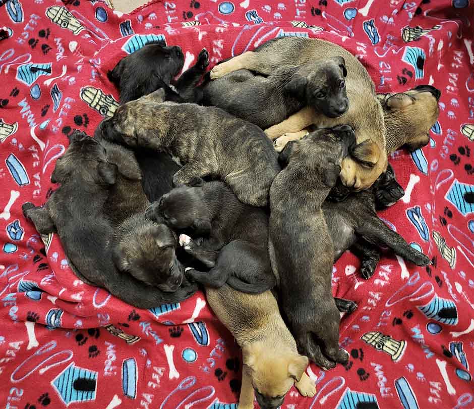 Puppy Littermates - Success to Separate Them