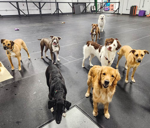 Dog Daycare in Spokane with Small Class Sizes