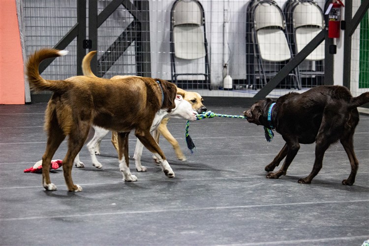 Dog Daycare in Spokane - Pawsitive Connections