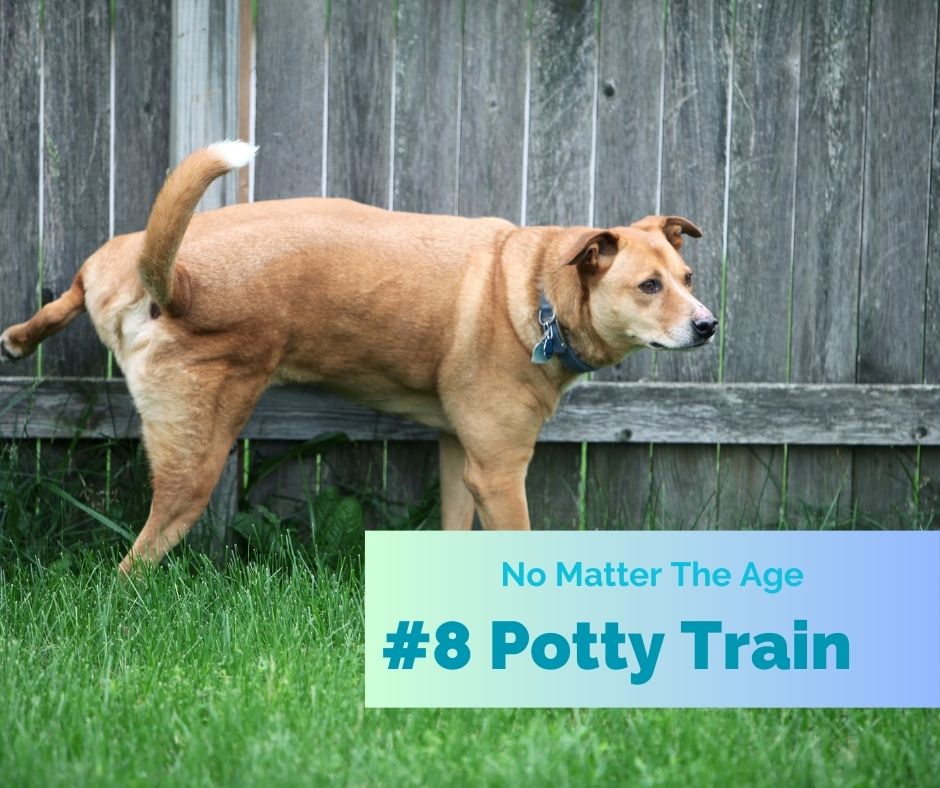 Dog Adoption Essential - Potty Train