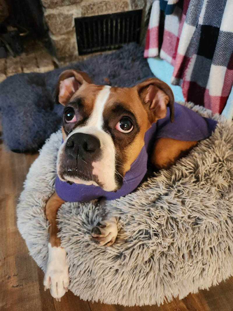 Pup sweaters to stay warm in winter are important especially for boxers
