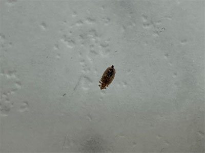 Find and pull off dog lice