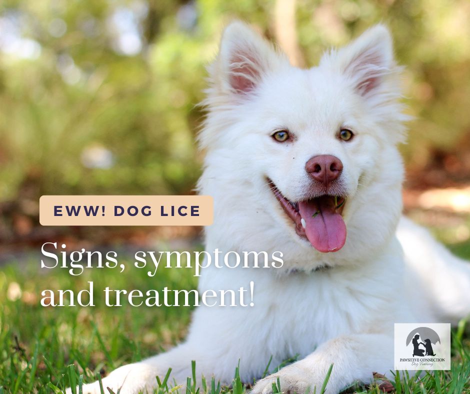 Dog Lice signs, symptoms, & treatment
