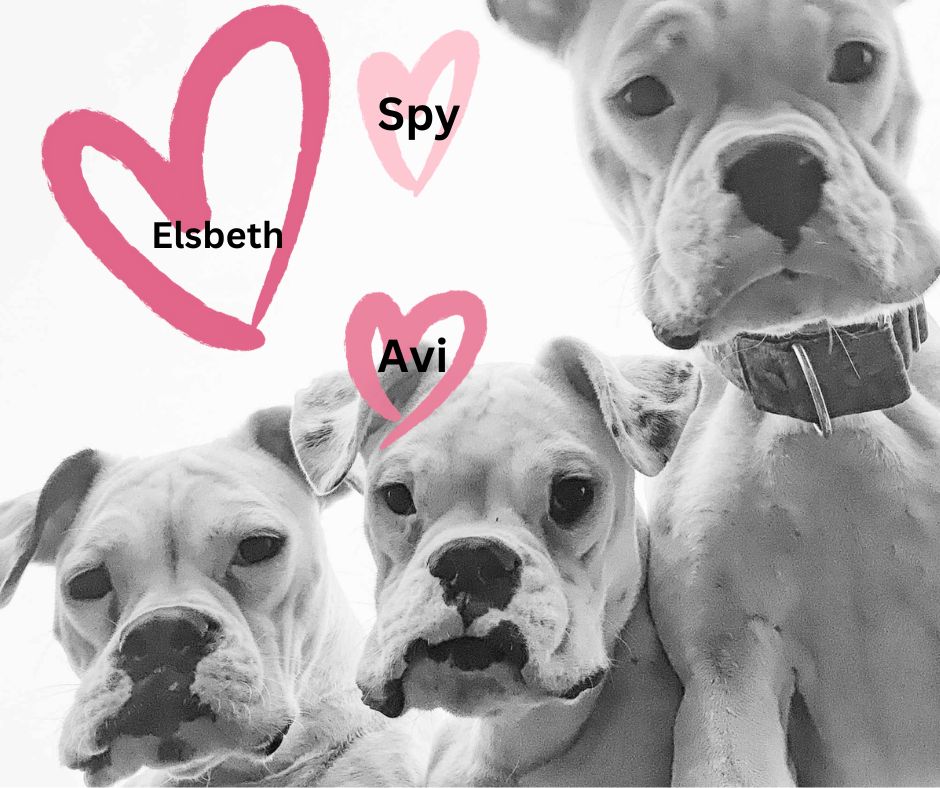 Good Dog Pets - Spy, Avi, Elsbeth - Make an appointment with your dog for training