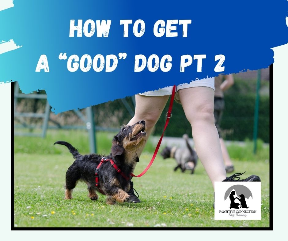 How to get a good dog - part 2