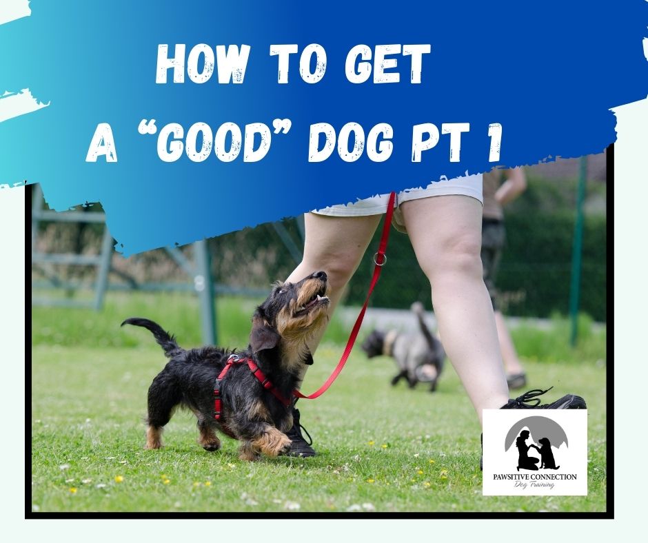 How to get a good dog - part 1