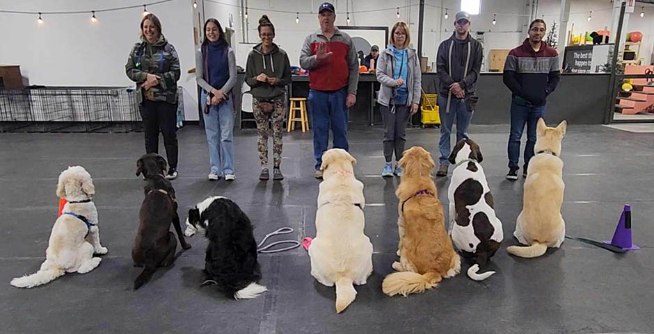 Take a dog training class for accountability