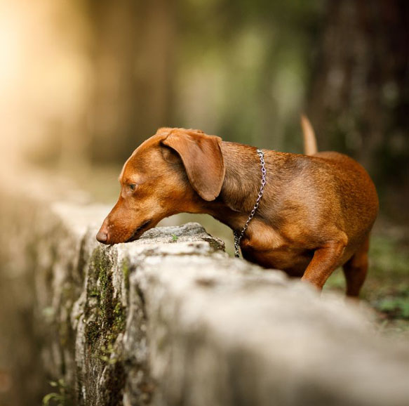 let-them-sniff-2-dog-class-spokane