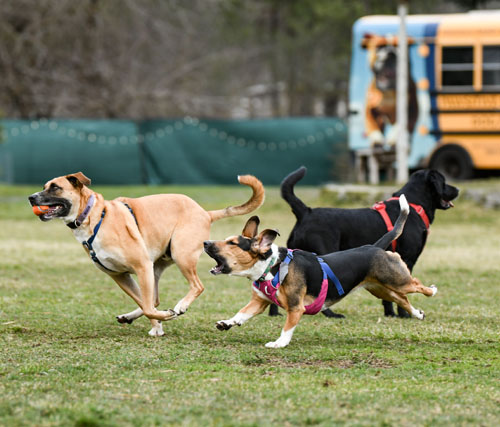 Free play at doggy daycare in Spokane. Both indoor & outdoor!