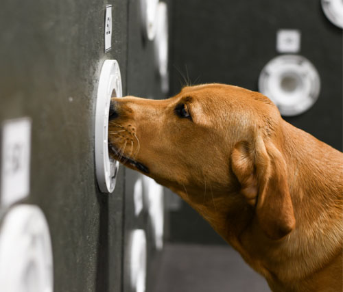 Nose Work for your dog at daycare in Spokane
