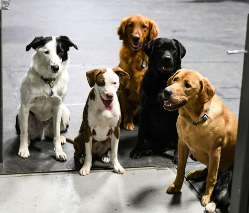 Dog Daycare in Spokane with Small Class Sizes