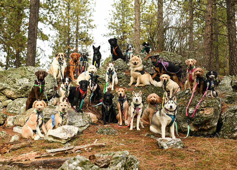 Dog Pack Walks Group Photo