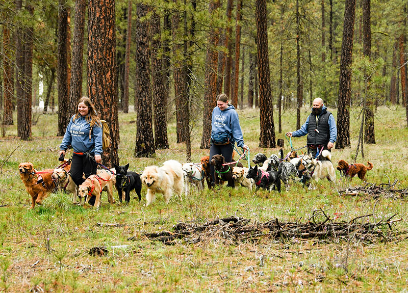 Dog Pack Walks